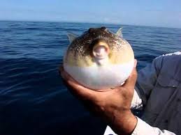 Pufferfish Puffed Puffer Fish Fish Puffed