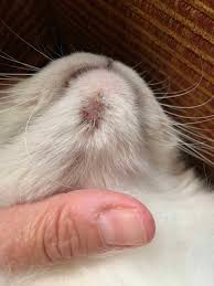 Cat Zits on Chin on Ragdoll Cat - Cat Chin Acne - ラグドール Floppycats