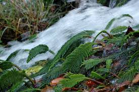 Image result for Hydrostachyaceae