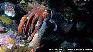 There are other halal foods, not just beef, including food ingredients specifically certified for use in a muslim diet. Cuttlefish Bones Wash Up On Cornwall Beaches Bbc News