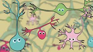 Als solche sind sie teil der sensoriellen. Gliazelle Neuron Als Wichtigste Hirnzellen Welche Neuronentypen Im Gehirn Gibt Es Was Sind Dendriten Myelin Axon