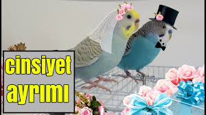 Muhabbet Kusu Yasi Nasil Anlasilir Youtube