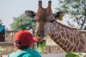 Maybe you would like to learn more about one of these? Dubai Safari Park Best Offers On Tours Tickets Jtr Holidays