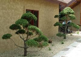 Fresh real topiary trees | homesfeed. Live Topiary Trees Real Scotch Pine And White Pine Topiary Trees