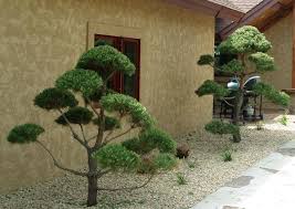 Limited time sale easy return. Live Topiary Trees Real Scotch Pine And White Pine Topiary Trees