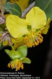 Image result for Ochna barbosae