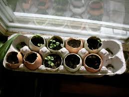 Easiest flower seeds to start indoors. How To Start Seedlings Indoors Urban Cultivator