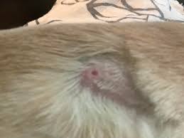 Image result for cuterebriasis in dogs