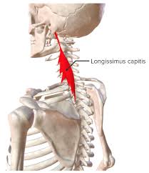 Most low back pain is caused by muscle strain or a sprain. Muscles Of The Back Concise Medical Knowledge