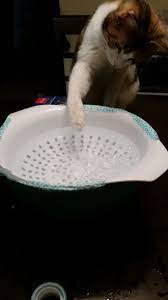 Pet Bubble Fountain Cat Water Fountain Cat Fountain Aquarium Air Pump