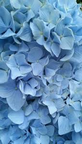 Flowers Aesthetic Pastel Blue 18 Trendy Ideas Floweraesthetic Flowers Aesthetic Pastel Blue 18 Tr Blue Aesthetic Pastel Blue Flower Wallpaper Flower Aesthetic