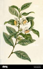 Image result for Camellia sinensis
