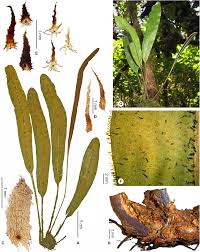 Image result for Elaphoglossum