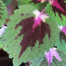 Image result for Coleus esculentus