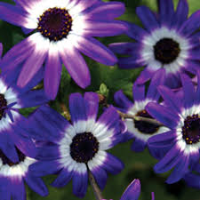 Image result for Cineraria