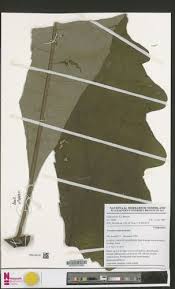 Image result for Vernonia conferta