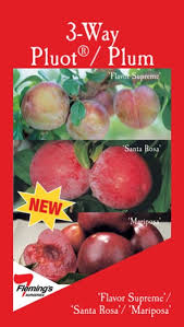 No interest if paid in full in 6 mo on $99+opens in a new window or tab* no interest if paid in full in 6 months on $99+. Plum Multi Grafted Fruit Trees 3 Way Prunus Salicina