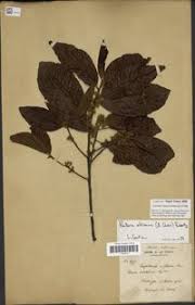 Image result for Pouteria altissima