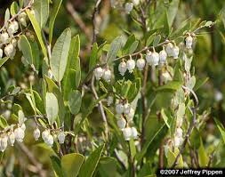 Image result for Chamaeclitandra
