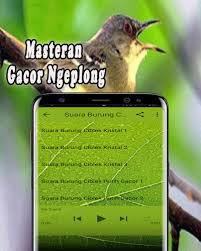 Kumpulan kicau burung ciblek kristal juara mp3. Pikat Burung Ciblek Mp3 Offline 1 0 0 Apk Androidappsapk Co