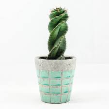 New buildings in your street? Cactus 13 Things To Know About Cactus Plants Cacti
