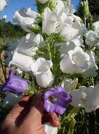 Campanula Dinner Bells Organic Adaptive Seeds Campanula Edible Flowers Flowers