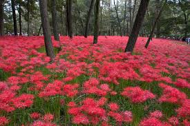 Maybe you would like to learn more about one of these? The Red Spider Lilies Of Kinchakuda Contemporarynomad Com