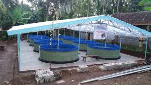 Kontruksi Kolam Biofloc Mandiribanyupinaruh