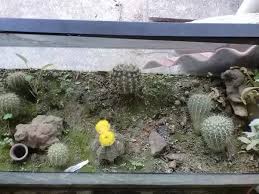 Always be sure to wrap the entire cactus and make sure no needles penetrate. What Are The Most Important Adaptations Of Prickly Pear Cactus Quora