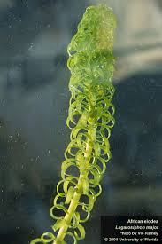 Image result for Lagarosiphon muscoides