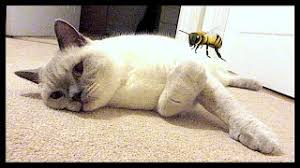 If you get stung by a wasp in animal crossing: Cat Stung By A Bee Again Chris Eve Youtube