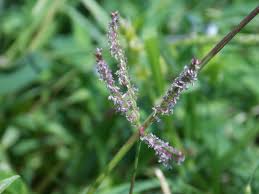 Image result for Cynodon dactylon