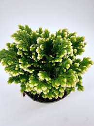 Image result for Selaginella tenerrima