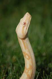 Pin By Mindy Mayhew On Reptilians Do It Best Red Tail Boa Pet Snake Albino Animals