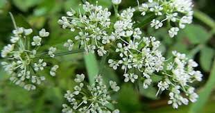 翼莖水芹菜 一花一木一世界 隨意窩xuite日誌 flowers herbs nature