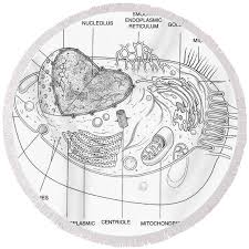 We did not find results for: Animal Cell Diagram Round Beach Towel For Sale By Science Source