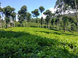 Maybe you would like to learn more about one of these? The Best Attractions In Ngawi Destimap Destinations On Map