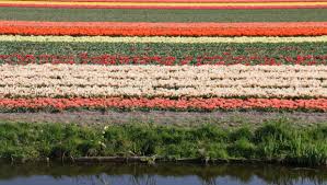 Check spelling or type a new query. Flower Map Where Do The Tulip Fields Bloom In Holland Bollenstreek