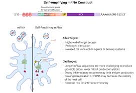 Maybe you would like to learn more about one of these? Top Self Amplifying Mrna Construct The Sequences Of Four Download Scientific Diagram