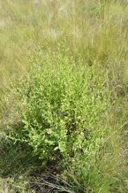 Image result for Laggera crispata