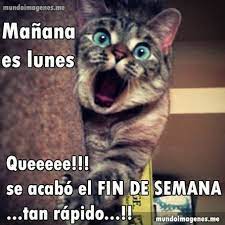 Frases Con Imagenes De Manana Es Lunes Chistosas Jpg 445 445 Cats Crazy Cats Funny Cute Cats