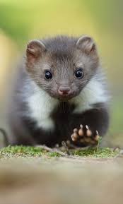 The Beech Marten By Michal Jirous Cute Animals Nature Animals Animals Beautiful