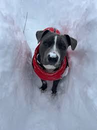 Willis is a 9 month old mix Great Dane and Lab. He is only 55 pounds so  he's not gonna be a huge dog. He is good with children and other dogs.