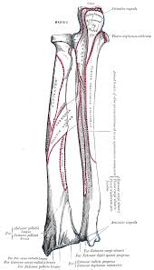 Human anatomy bone arm illustrations & vectors. 15 Bones Of The Arm Ideas Human Anatomy Bones Anatomy