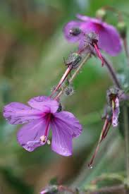 Image result for Geranium mlanjense
