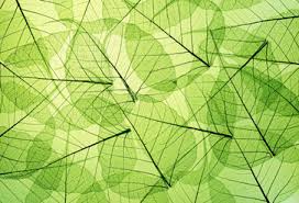 Here you can get the best green leaves wallpapers for your desktop and mobile devices. Green Leaf Background Wallpaper For Bedroom Wall Decor
