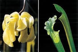 Image result for Diaphananthe sarcophylla