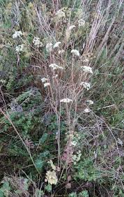Image result for Pimpinella buchananii