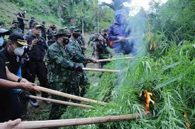 Pengumuman perpanjangan pendaftaran cpns bnn t.a. Kepala Bnn Ri Pimpin Pemusnahan 9 Hektar Ladang Ganja Di Aceh Utara
