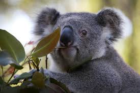 From £33.60 for an annual policy. Facebook Will Give You Less Koala Content Among Other Problems With Its Australian News Ban